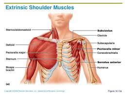 Learn vocabulary, terms and more with flashcards, games and other study tools. What A Pain In The Shoulder Body In Motion