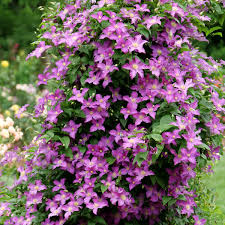 Image result for Clematis costata