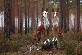 Does your breeder network arrange travel for puppies out of state? Ibizan Hound Full Profile History And Care