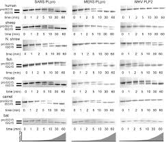 Check spelling or type a new query. Structural Insights Into The Interaction Of Coronavirus Papain Like Proteases And Interferon Stimulated Gene Product 15 From Different Species Abstract Europe Pmc