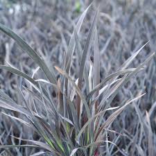 3 to 4 feet tall. Buy Phormium Black Rage Online Southern Woods