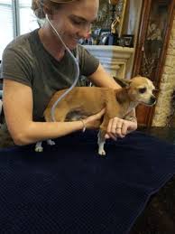 Opened in 1996, petcare veterinary clinic is a full service veterinary clinic, independently owned and operated by dr. Whole Pet Mobile Vet Closed 55 Reviews Veterinarians Austin Tx Phone Number