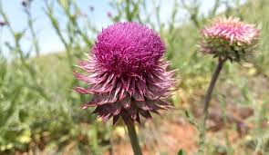 Image result for Carduus nyassanus