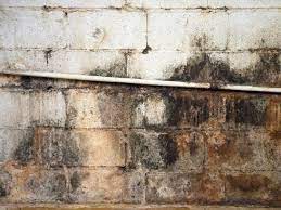 Grapefruit seed extract & water Mold In The Basement Hgtv