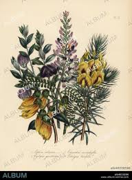 Image result for Sophora velutina