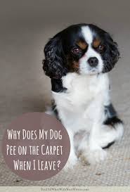 This Is The Most Common Reason Your Dog Peed On The Floor As Soon As You Leave Dog Barking Dogs Dog Pee