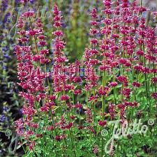 Plantes Vivaces Agastache Pallidiflora Pink Pop Agastache En Vente Pepiniere Lepage