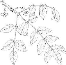 Image result for Lannea discolor