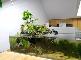 Bonsai Paludarium Is Growing In Very Well Aquariums