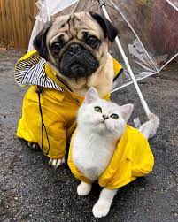 It S Raining Cats And Dogs Baby Pugs Cute Pugs Cute Pug Puppies
