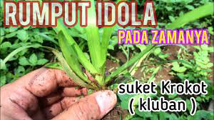 Serupa halnya dengan bulu (rambut), tidak semua makanan yang dimakan oleh kucing dapat dicerna dengan baik. Rumput Yang Bisa Dimakan Rumput Tumbuh Subur Dipetakan Sawah Youtube