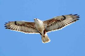 Birds of prey tend to have excellent eyesight and attack with their sharp talons. For Birds Of Prey Winter Is The Time In West Texas Krts 93 5 Fm Marfa Public Radiokrts 93 5 Fm Marfa Public Radio