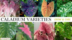 Maybe you would like to learn more about one of these? Caladium Bicolor Florida Clown For Sale 07 2021