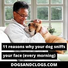 11 Reasons Why Your Dog Sniffs Your Face Every Morning Dogsandclogs