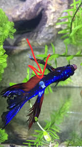Rose petal hotel is an opulent boutique property located at rajbagh in the heart of the srinagar city, rose petal takes in 33 rooms and suites that are contemporary in style and offer the ultimate in. Please Help My Male Rose Petal Betta Has A White Growth On His Body People At Fish Shop Said This Is Normal And Not Harmful But I Am Worried Aquarium