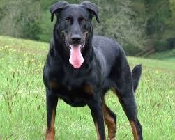 بويسرون الصورة Dogs Animals