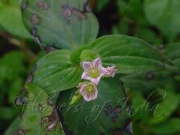 Image result for Spigelia anthelmia