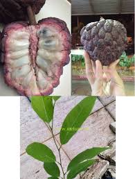 Buah nona atau nama sainsnya annona squamosa berasal dari amerika selatan, merupakan sejenis buah yang berbonggol dan mempunyai banyak biji. Melur Com Buah Nona Ungu Merah Anona Squamosa Red Facebook