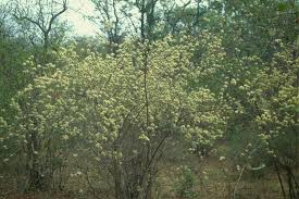 Image result for Commiphora mossambicensis