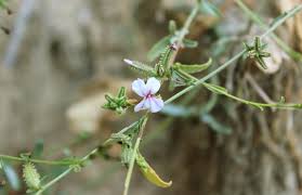 Image result for Plumbago ituriensis