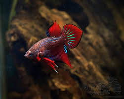 Betta Splendens Hochzucht