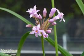Image result for Tulbaghia fragrans