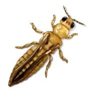 Is used in creating a barrier along the perimeter of the garden. Thrips Control Facts How To Get Rid Of Thrips
