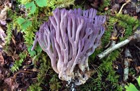 Image result for Solenangis clavata