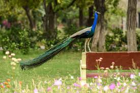 We did not find results for: Why Los Angeles County Is Going To War With Feral Peacocks