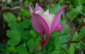 Columbine Toxic Plant Of The Week The Equinest