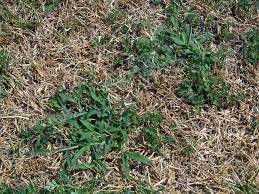 Maybe you would like to learn more about one of these? Watch Out For Chinch Bugs East Texas Gardening