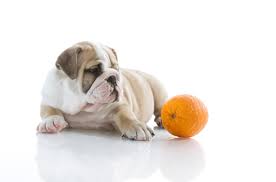 To learn more about what kinds of fruit is okay to share with your dog and which fruits you should not allow your dog to eat, we connected with dr. Can Dogs Eat Oranges Petguide