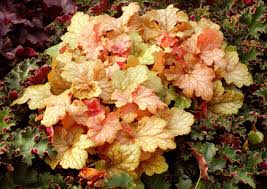 楽天市場 ヒューケラ ミダスタッチ2 5号 中型葉 オレンジ系 Heuchera Midas Touch 常緑多年草 花苗 シェイドガーデン カラーリーフ ガーデニング 花 苗 花苗 ガーデン 花壇 鉢植え 寄せ植え ハッピーガーデン