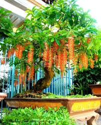 Cây Lộc Vừng - Bán cây công trình