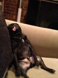 Way Too Many Doggy Treats Dog Sleeping On Couch With Tongue Hanging Out Best Hilarious Jokes Funny Pictures Walmart Humor Cute Pugs Pugs Sleeping Dogs