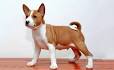 Basenji puppies for sale price list. Best Basenji breeders ...