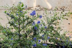 Image result for Salvia stenophylla