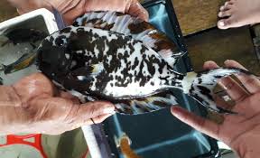 Image result for Sartidia angolensis