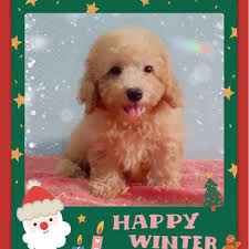 Don't miss what's happening in your neighborhood. Cute Toy Poodle Online Shopping