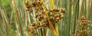 Image result for Juncus lomatophyllus