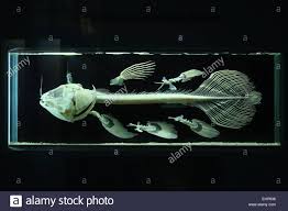 The west indian ocean coelacanth (latimeria chalumnae) primarily found near the comoro islands off the east coast of africa and the indonesian coelacanth (latimeria menadoensis). Download This Stock Image Skeleton Of Coelacanth Latimeria Chalumnae Natural History Museum Naturhistorisches Natural History History Museum Stock Photos