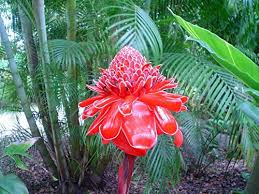 Image result for Etlingera