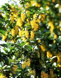 Cut them back in late fall, and they'll grow again from the ground in spring. 10 Best Spring Flowering Shrubs In Pictures