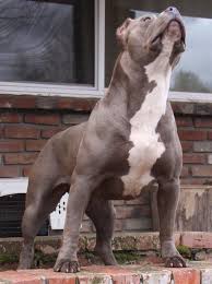 American Staffordshire Terrier Pitbull Terrier American Pitbull Terrier Pitbulls