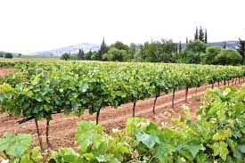 Image result for O αμπελώνας του Κυρίου