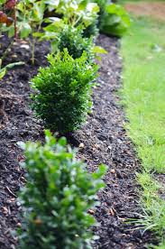 The aurea plant complements the boxwood's shrub with its short, pyramidal leaves. Planting A Boxwood Hedge With Heyswansons Seattle S Favorite Garden Store Since 1924 Swansons Nursery