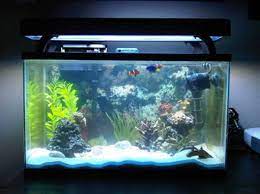 How To Keep Your Tank Safe During A Power Outage