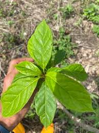 Image result for Terminalia superba