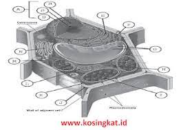 Soal dan kunci jawaban uas matematika smp semester 2 kelas sumber : Kunci Jawaban Ipa Kelas 7 Halaman 26 27 Uji Kompetensi 1 Kosingkat