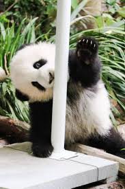 Giant Panda Meng Yu 5th Meng Panda Bear Panda Panda S Dream